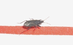 Neurocladus brachiidens