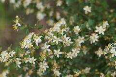Asterolasia asteriscophora albiflora