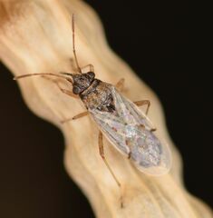 Nysius cymoides