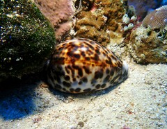 Cypraea tigris