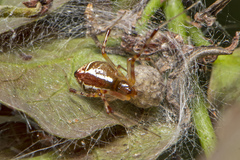 Theridion pyramidale