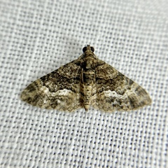Eucymatoge peplodes