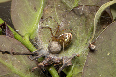 Theridion pyramidale