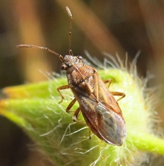 Nysius helveticus