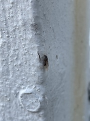 Lasius