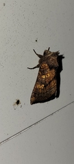 Papaipema impecuniosa