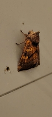 Papaipema impecuniosa