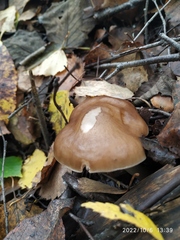 Pluteus