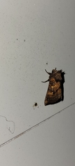 Papaipema impecuniosa