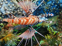 Pterois antennata