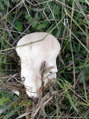 Lycoperdon excipuliforme