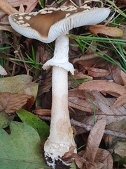 Amanita franchetii
