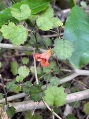 Rhabdothamnus solandri