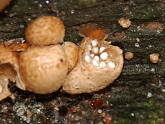 Nidularia deformis