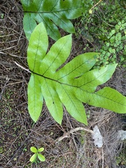 Microsorum pustulatum pustulatum