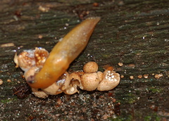 Nidularia deformis