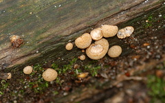 Nidularia deformis
