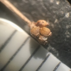 Eleocharis tenuis pseudoptera