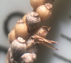 Eleocharis tenuis pseudoptera