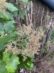 Brachyglottis repanda