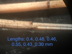 Eleocharis tenuis pseudoptera