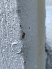 Lasius