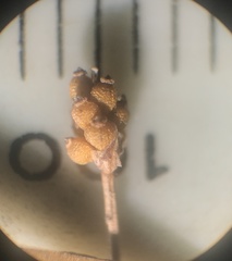 Eleocharis tenuis pseudoptera