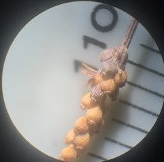 Eleocharis tenuis pseudoptera