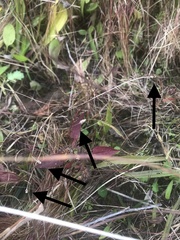 Eleocharis tenuis pseudoptera