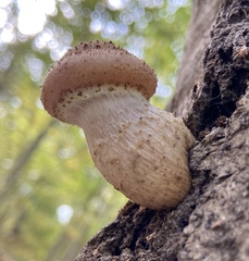 Armillaria gallica