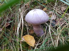 Cortinarius violaceus