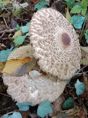 Rhacodium