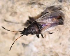 Oxycarenus hyalinipennis