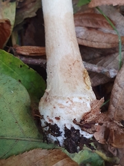 Amanita franchetii