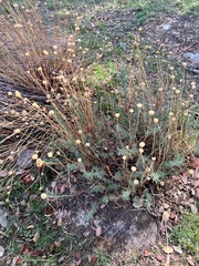 Santolina rosmarinifolia