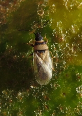 Oxycarenus pallens