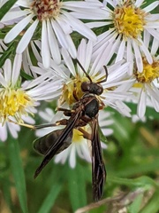 Polistes fuscatus