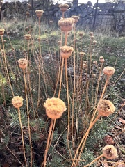Santolina rosmarinifolia
