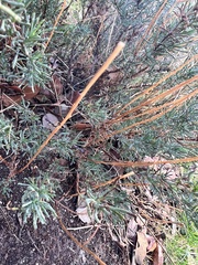 Santolina rosmarinifolia