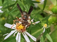 Polistes fuscatus