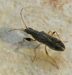 Paraparomius leptopoides