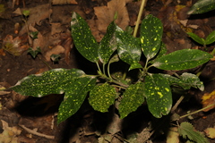 Aucuba japonica