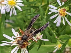 Polistes fuscatus