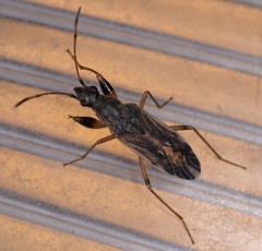 Paraparomius leptopoides