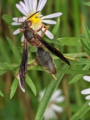 Polistes fuscatus