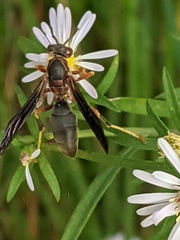 Polistes fuscatus