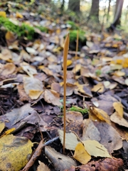 Macrotyphula fistulosa