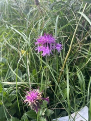 Centaurea scabiosa