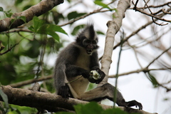 Presbytis thomasi