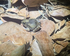 Platyplectrum ornatum